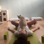 Yoga con i gatti: cosa possiamo imparare dai nostri a-mici